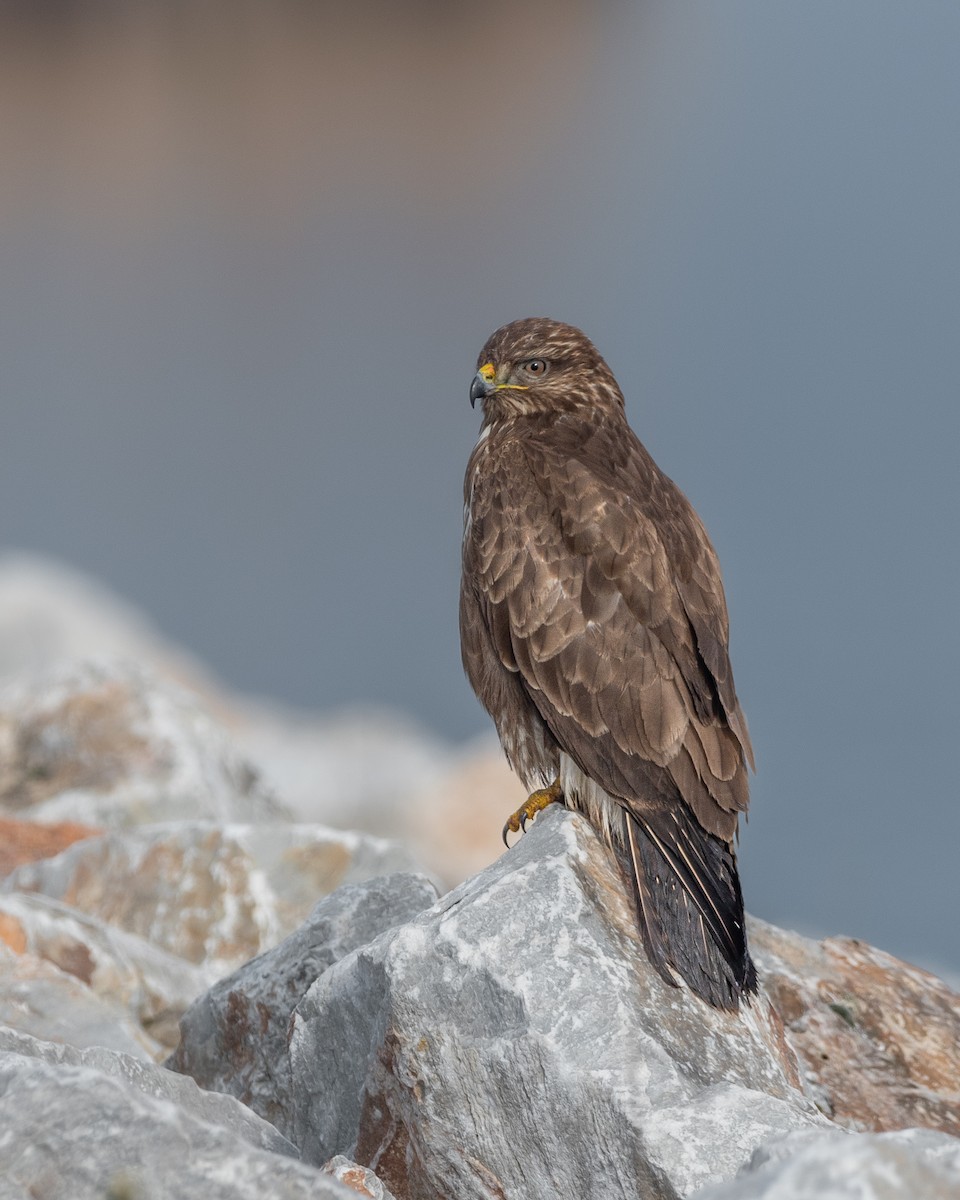 Common Buzzard - ML644026601