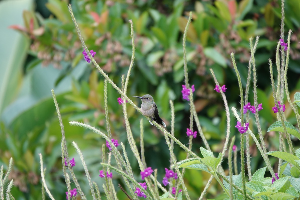 skjellbrystkolibri - ML644026604