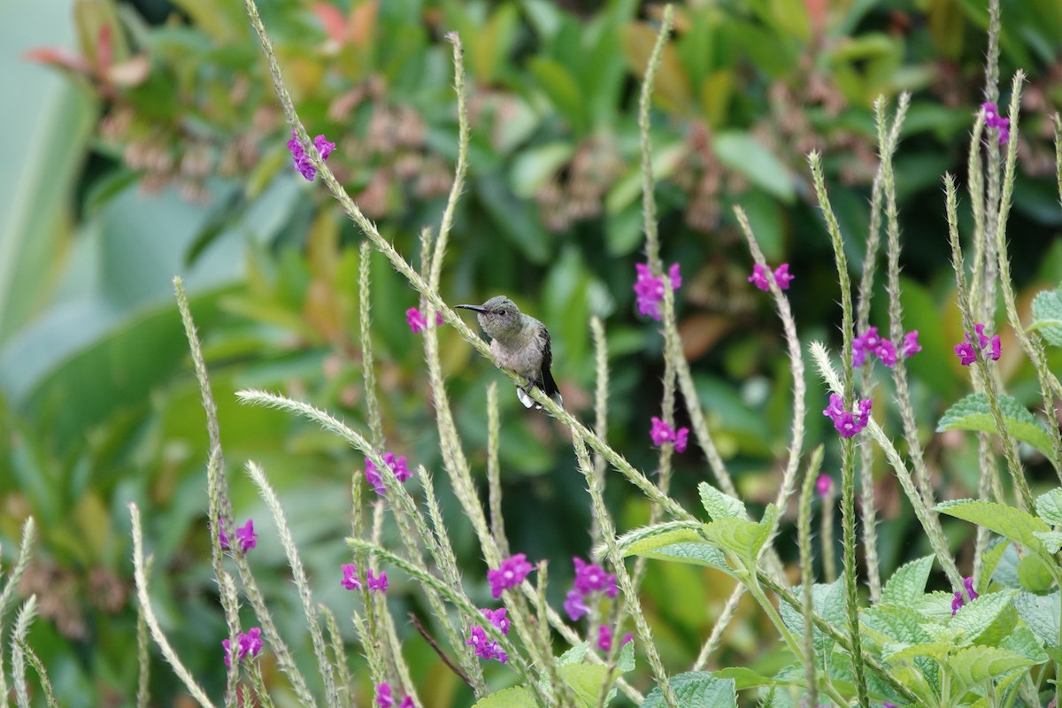 skjellbrystkolibri - ML644026605