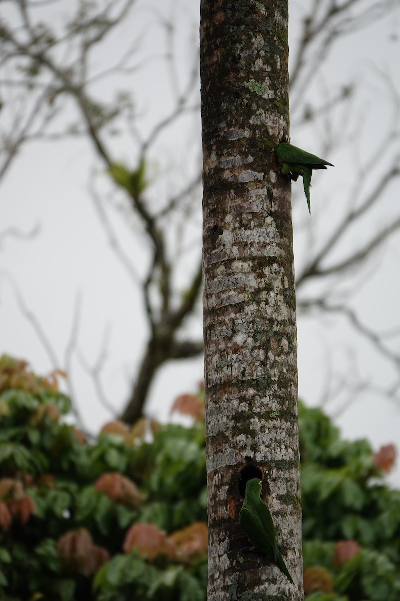 Conure de Finsch - ML644026611