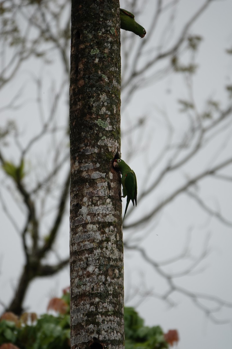Conure de Finsch - ML644026613