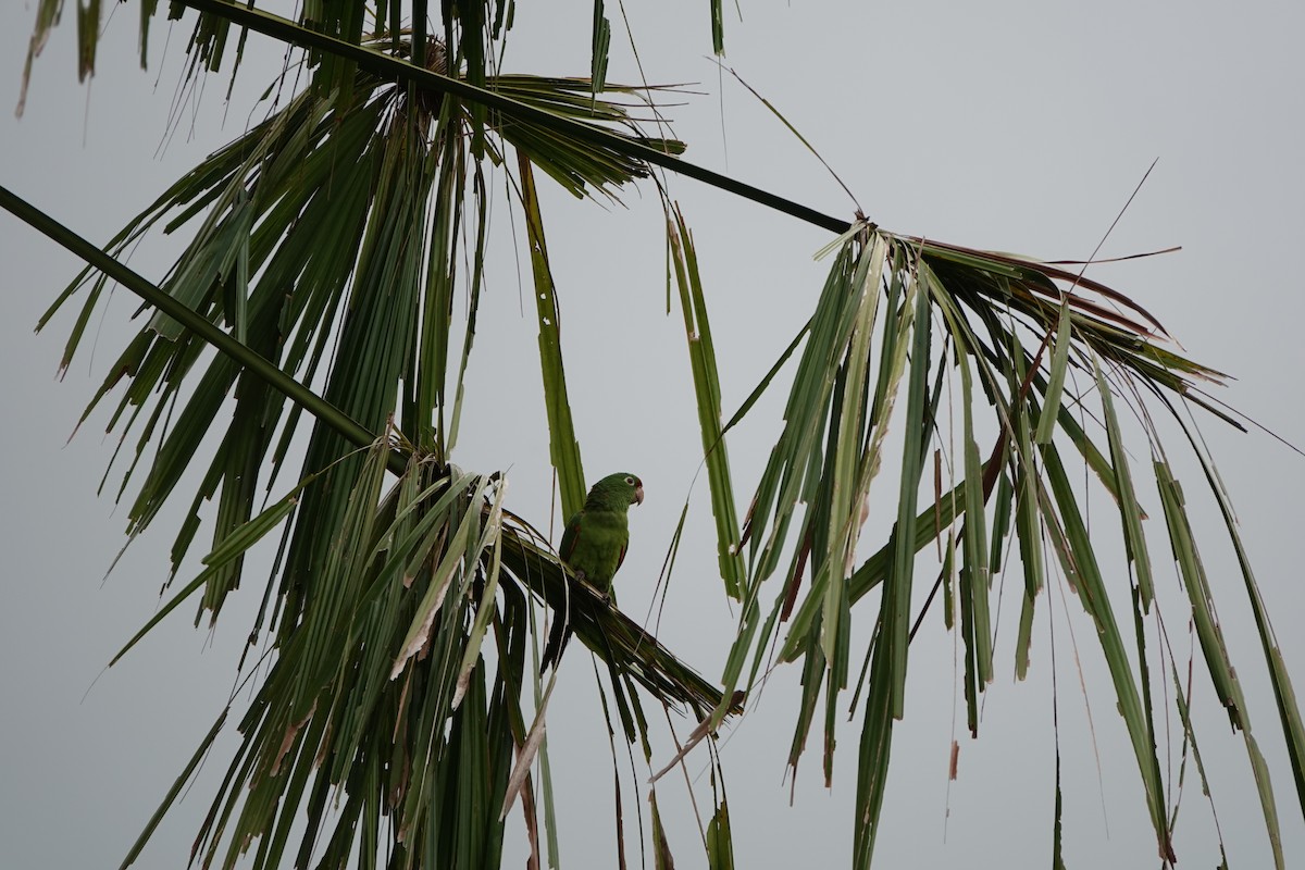 Conure de Finsch - ML644026614