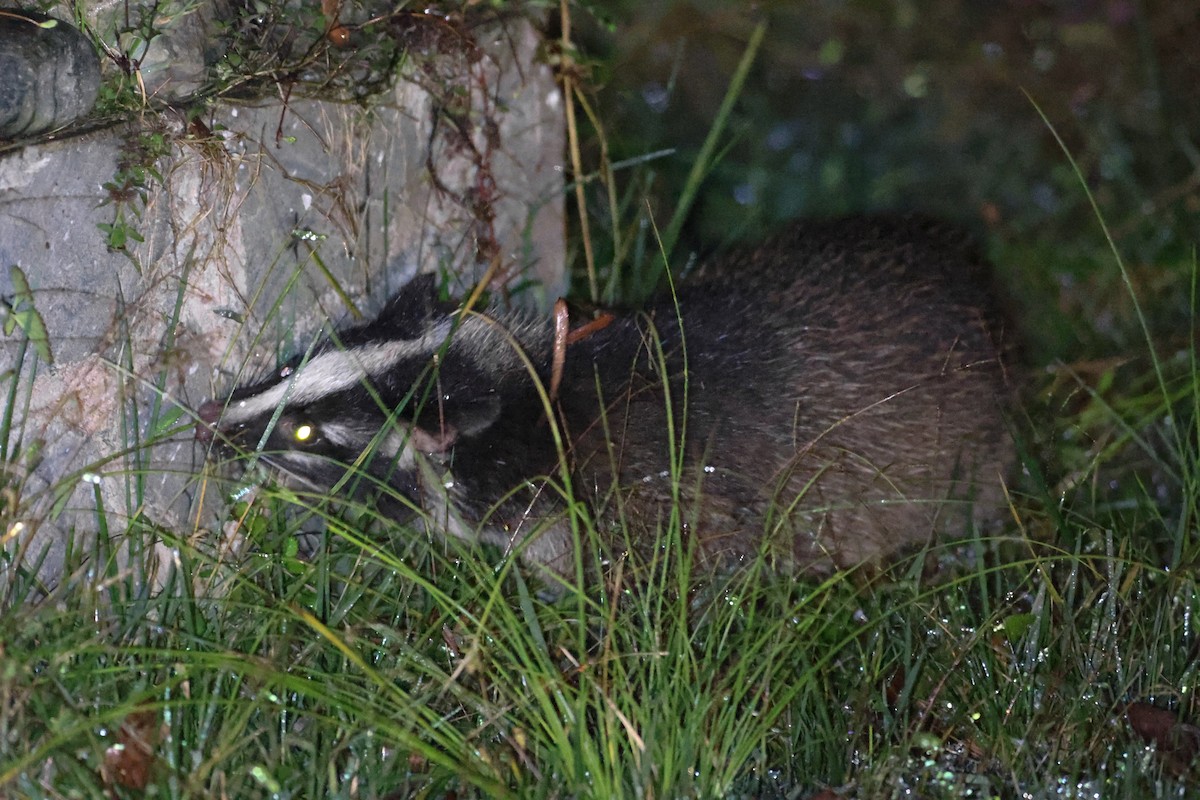 Masked Palm Civet - ML644026624