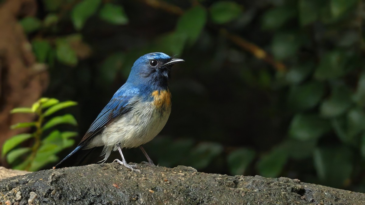 Blue-throated Flycatcher - ML644026684