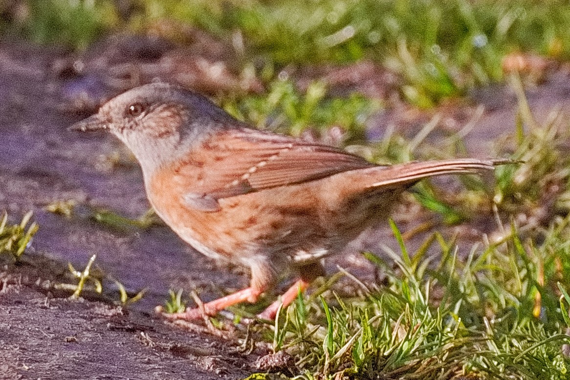 Dunnock - ML644026685