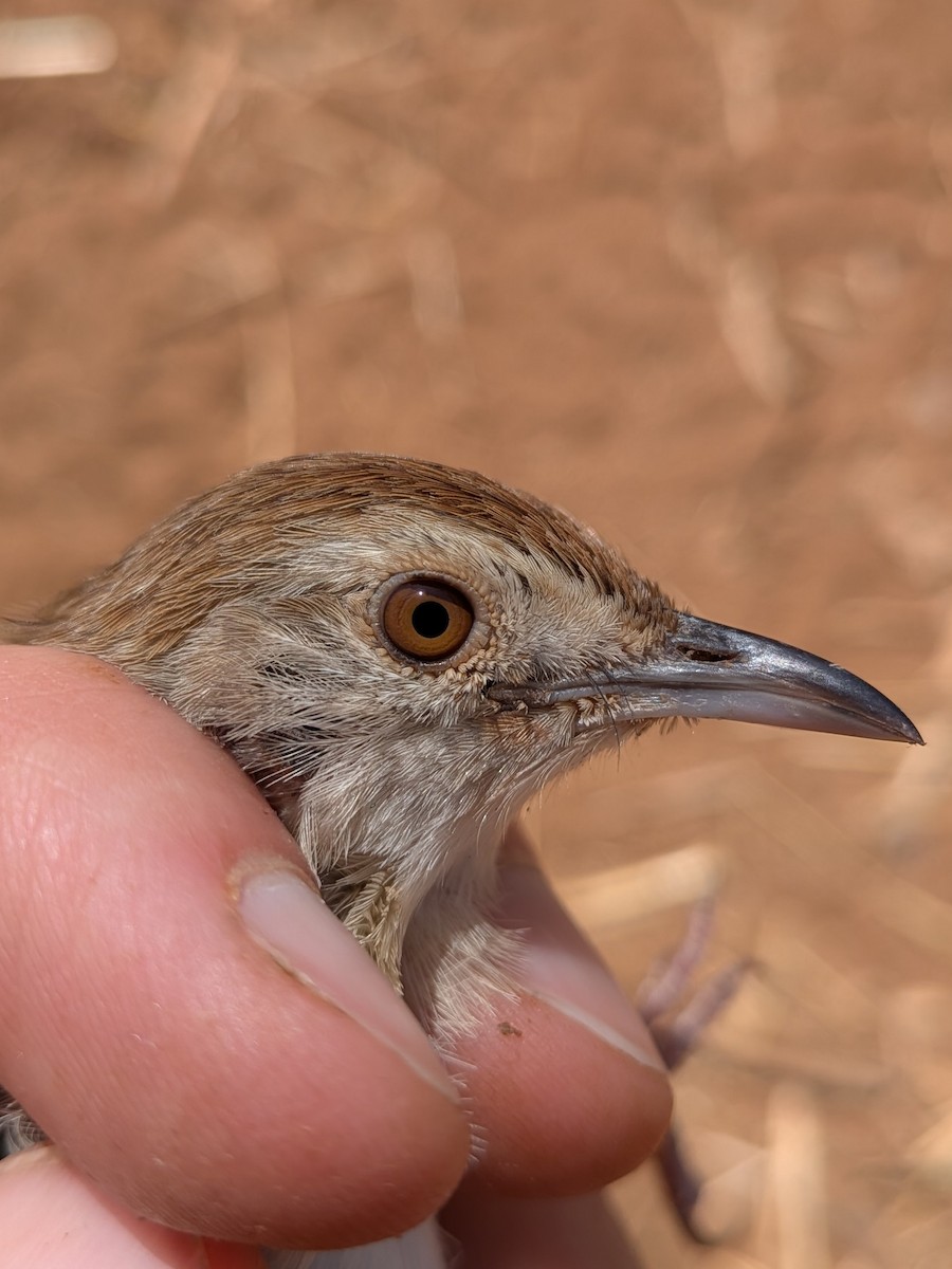 Rattling Cisticola - ML644026698