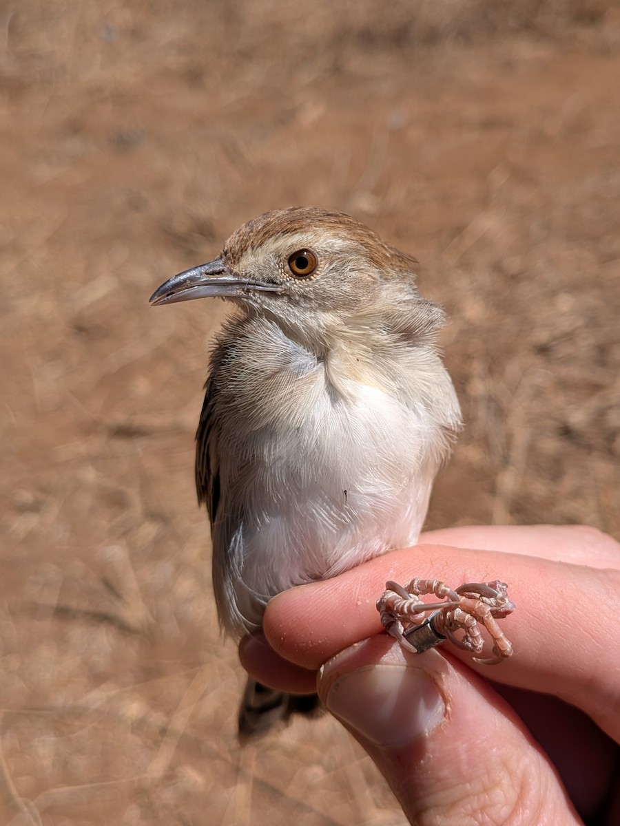 Rattling Cisticola - ML644026699