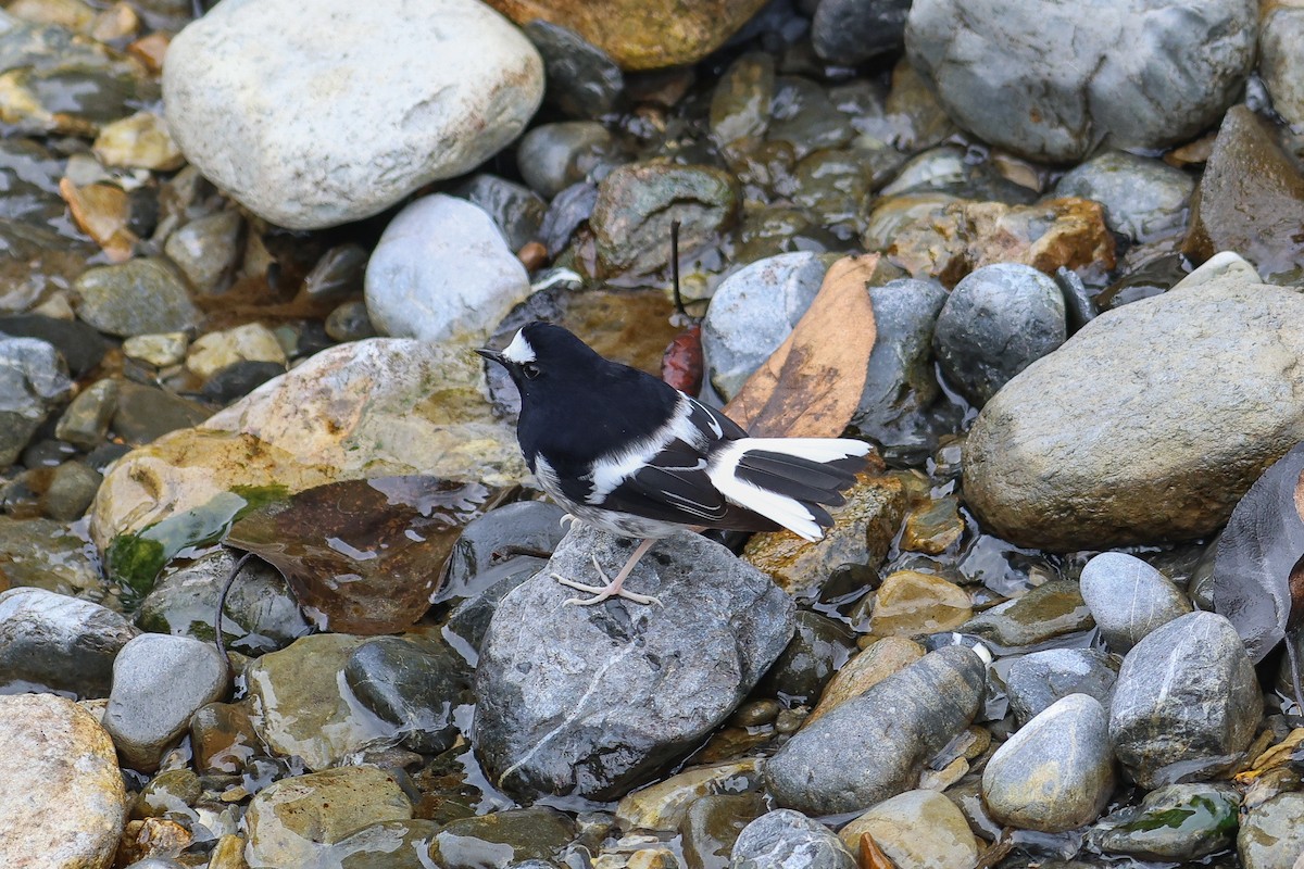 Little Forktail - ML644026702