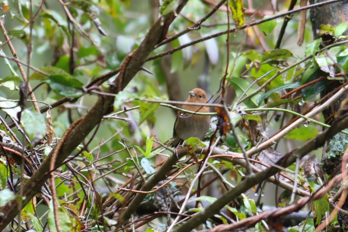 Slaty Bunting - ML644026703