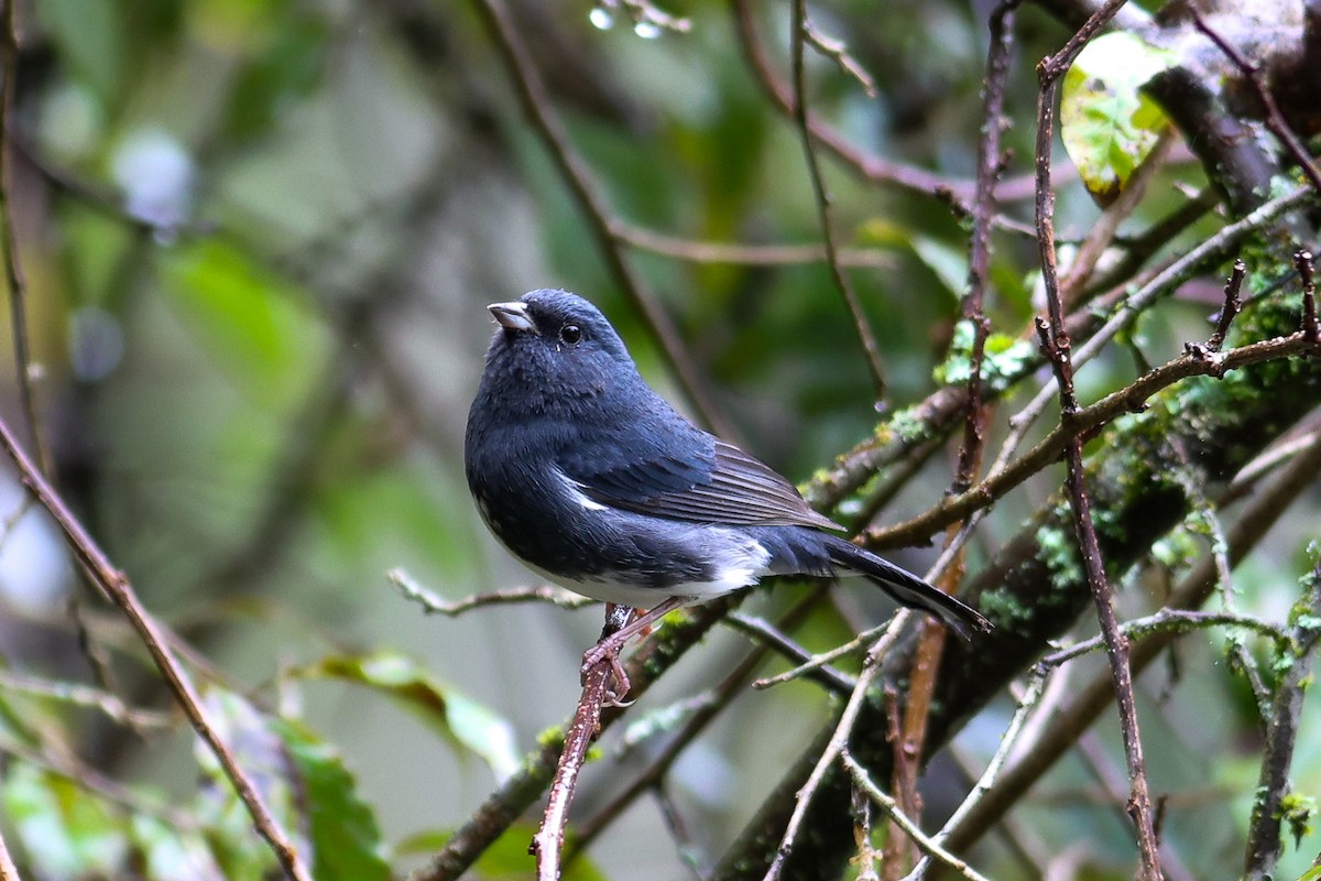 Slaty Bunting - ML644026704