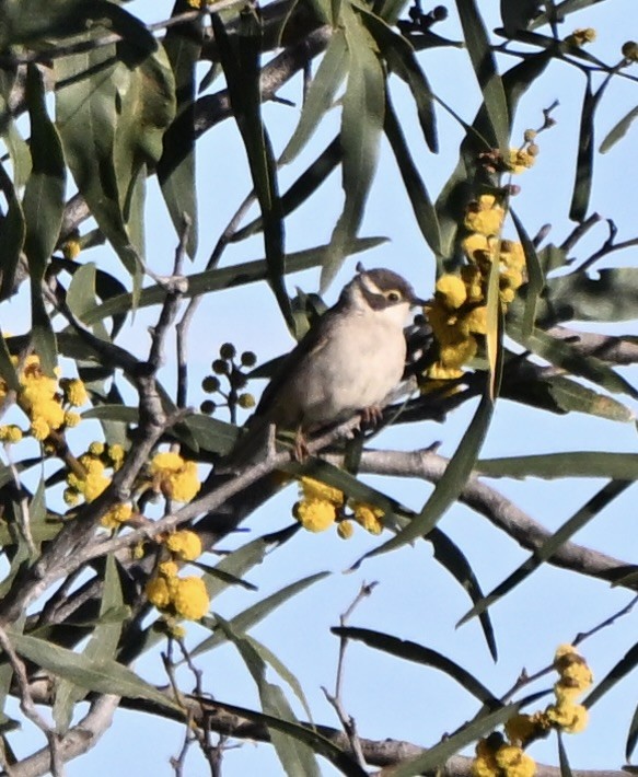 Gilbert's Honeyeater - ML644026714