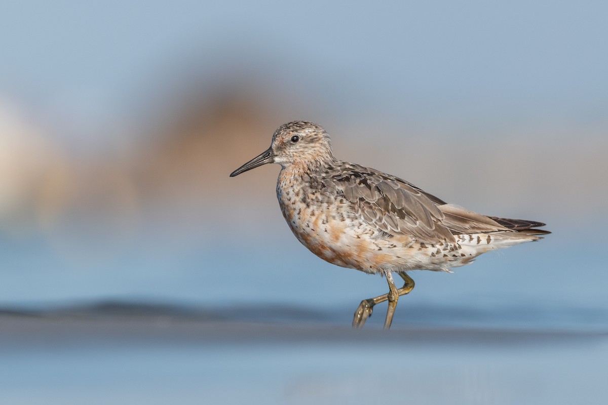 jespák rezavý - ML644026715