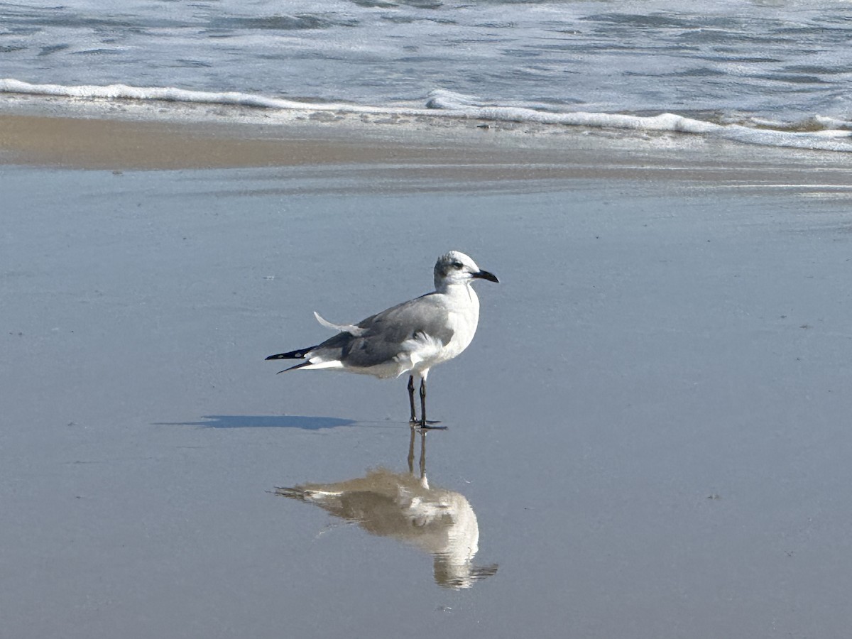 Laughing Gull - ML644026719