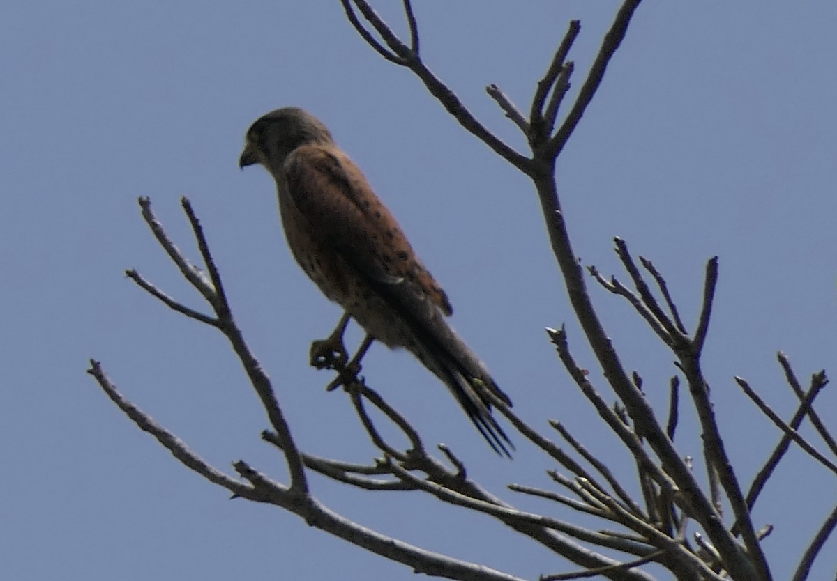 Crécerelle malgache - ML644026725