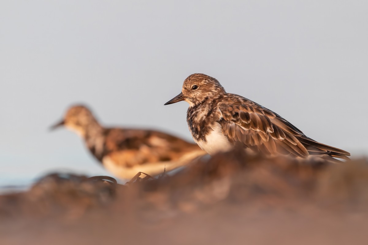 kamenáček pestrý - ML644026727