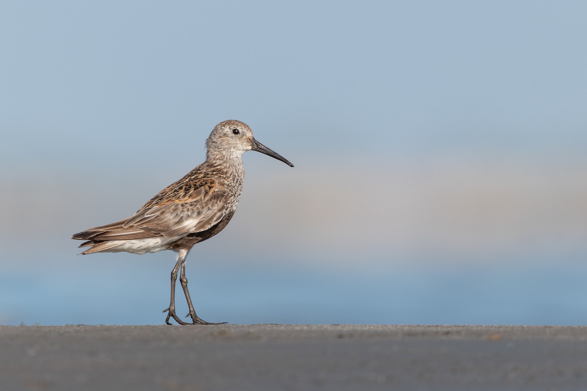 jespák obecný - ML644026729