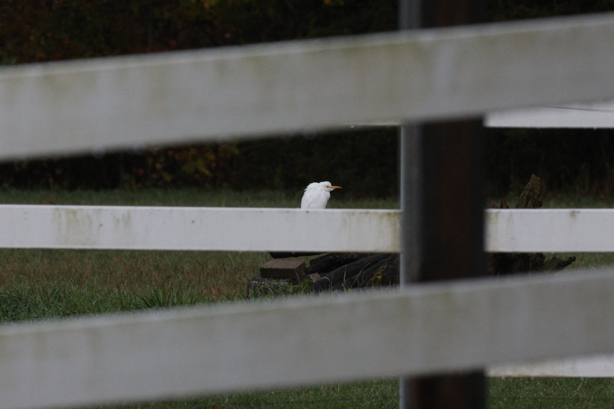 Western Cattle-Egret - ML644026731