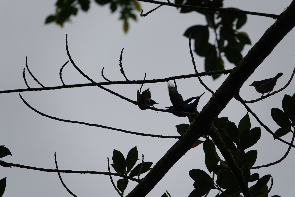 Scarlet-thighed Dacnis - ML644026733