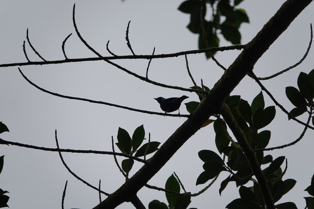 Scarlet-thighed Dacnis - ML644026734