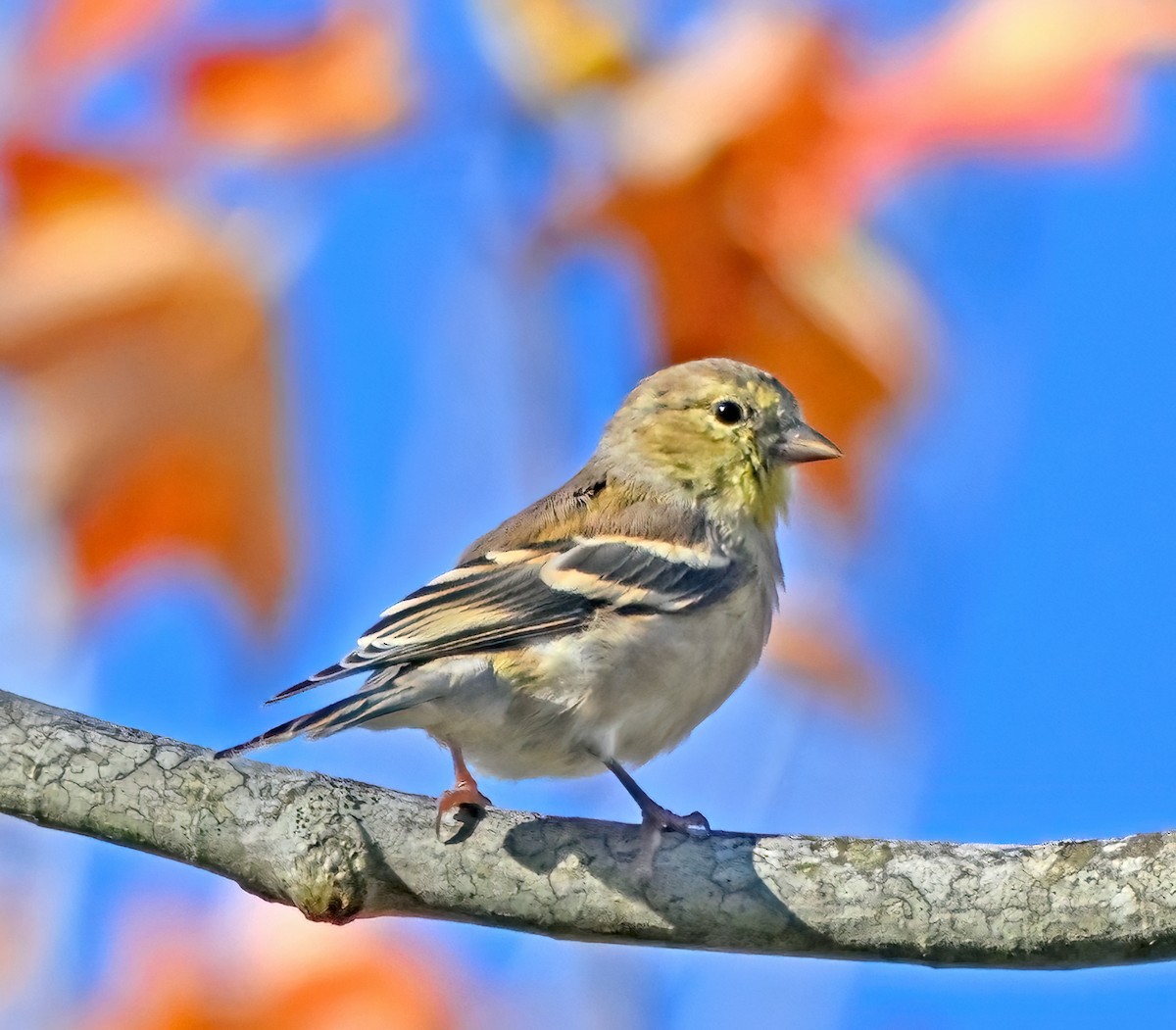 American Goldfinch - ML644026737