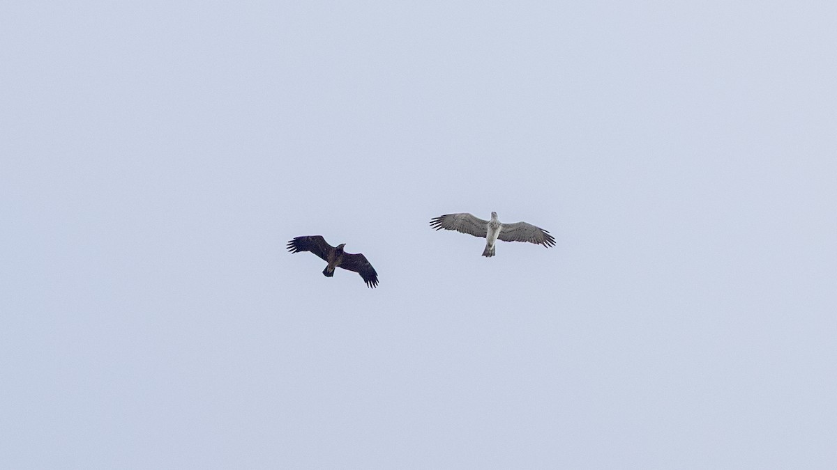 Short-toed Snake-Eagle - ML644026751