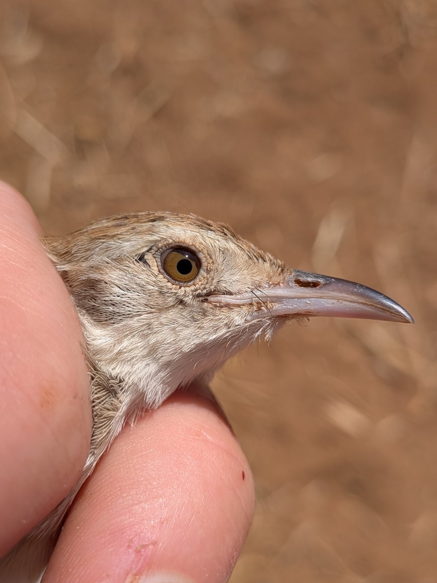 Rattling Cisticola - ML644026753