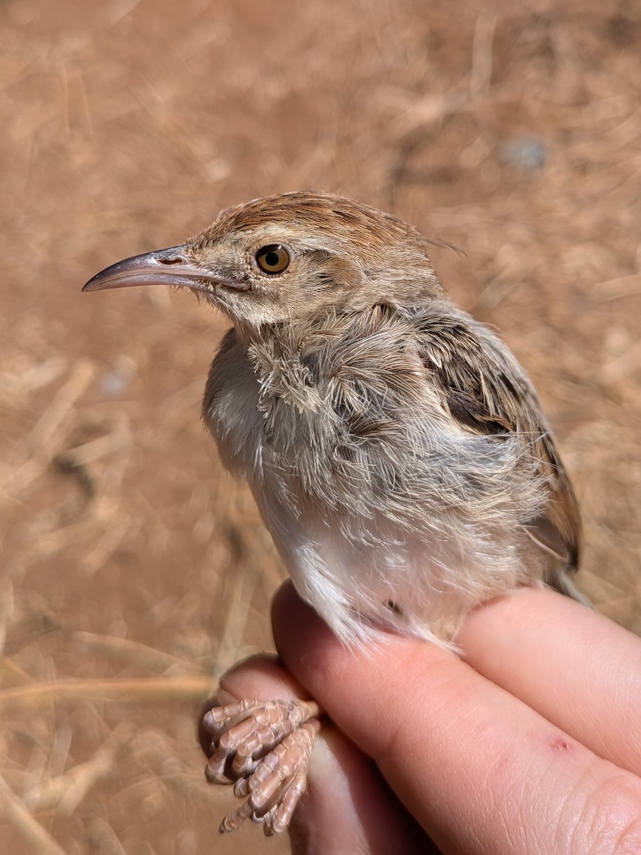Rattling Cisticola - ML644026754