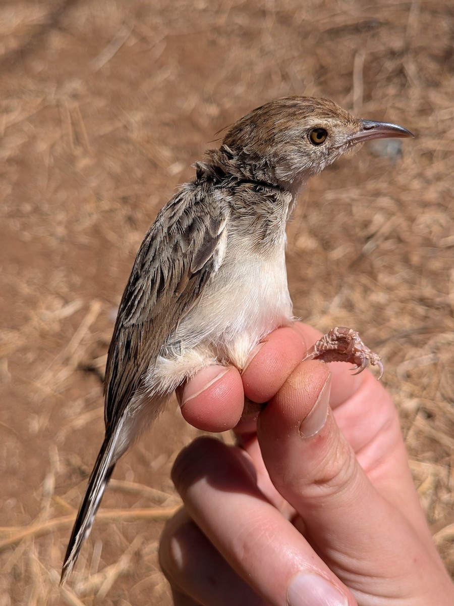 Rattling Cisticola - ML644026755