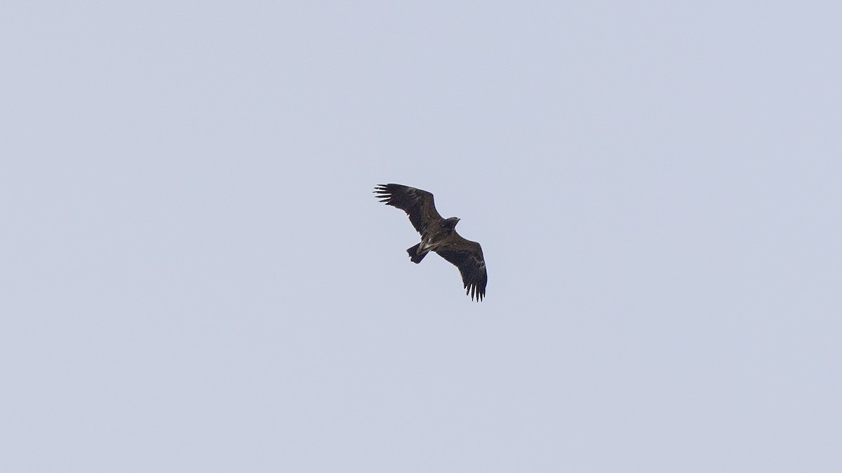 Aigle pomarin - ML644026759