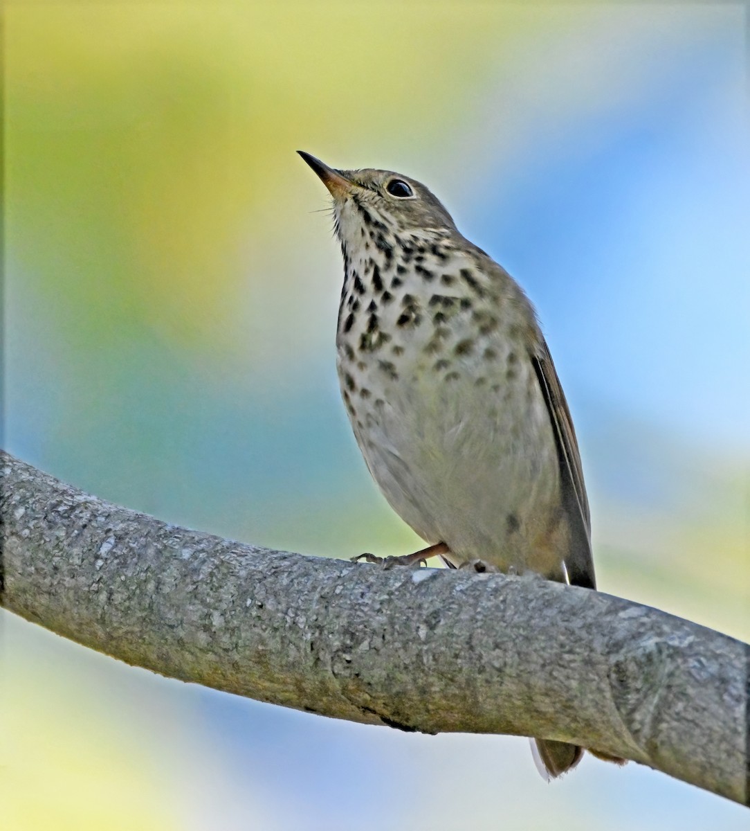 Hermit Thrush - ML644026762