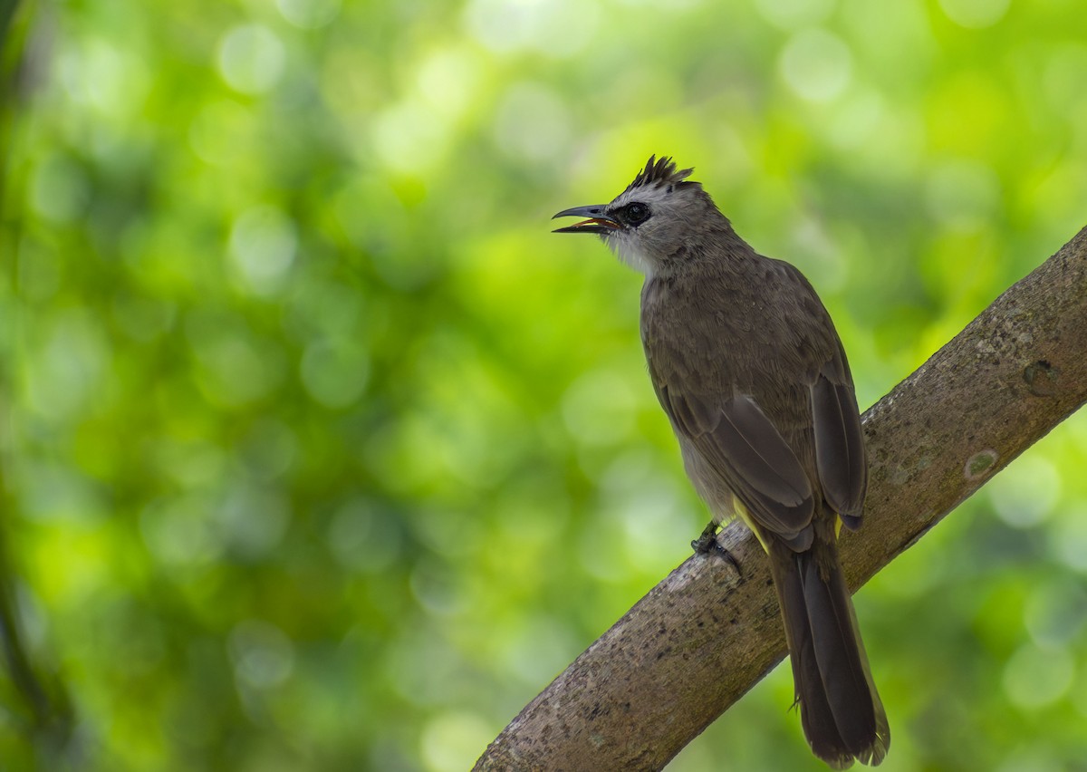 Yellow-vented Bulbul - ML644026763