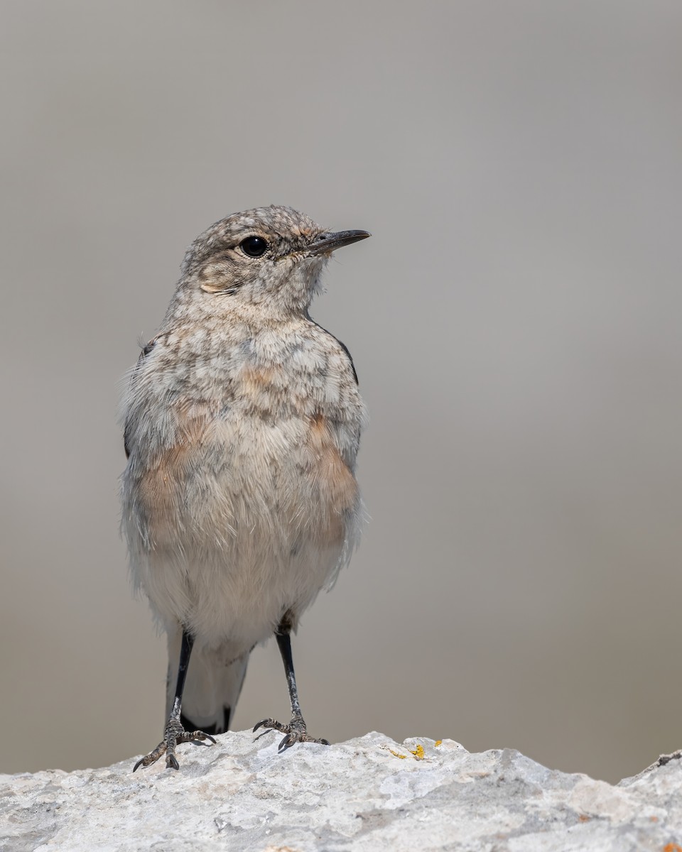 Northern Wheatear (Eurasian) - ML644026768