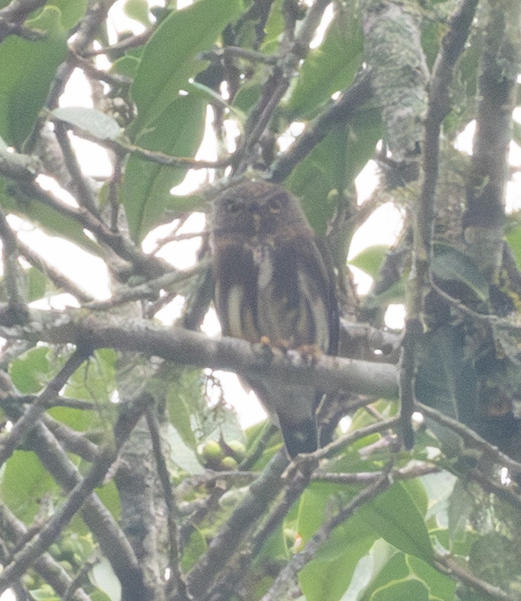 Amazonian Pygmy-Owl - ML644026782
