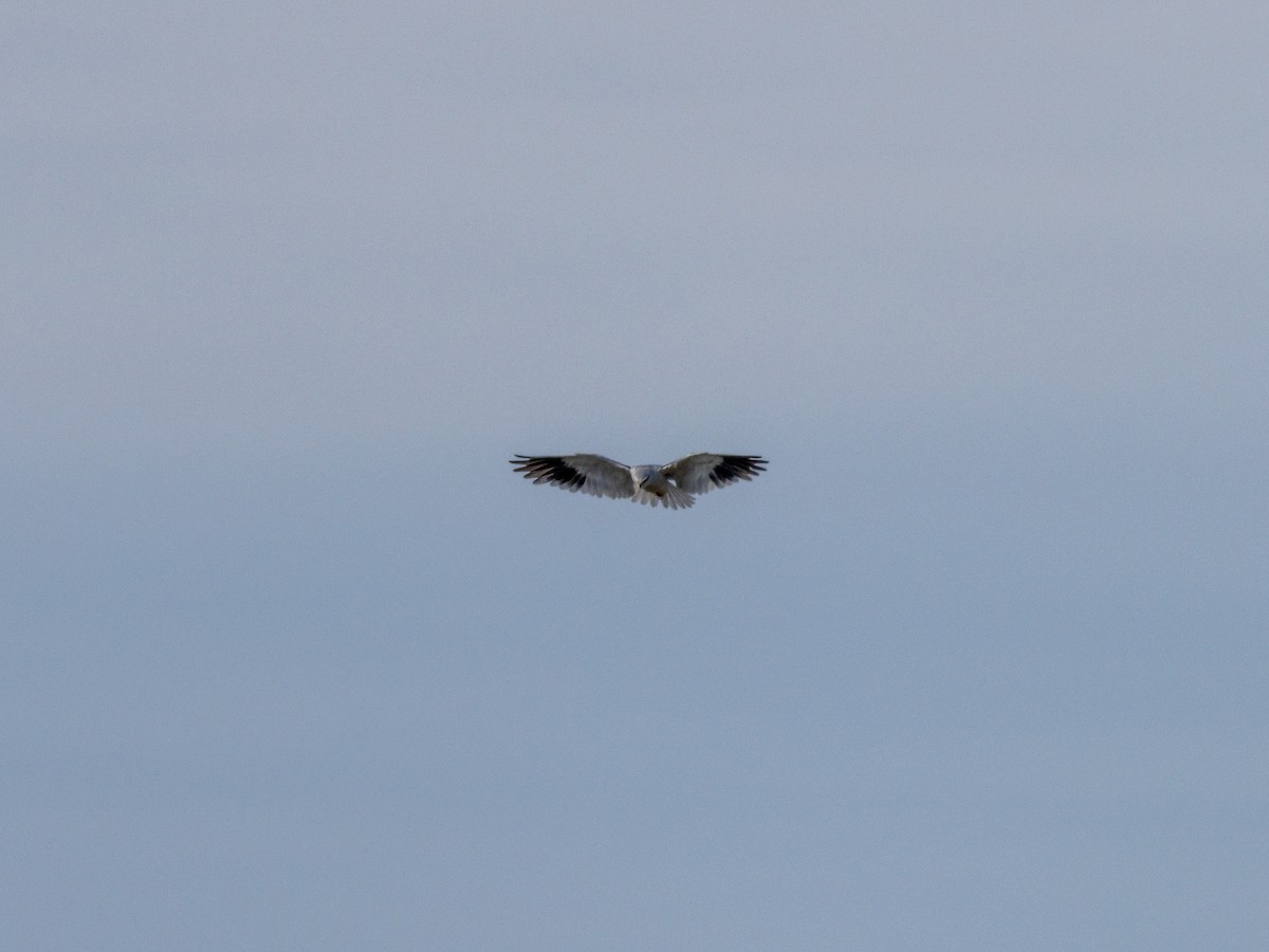 luněc šedý - ML644026794