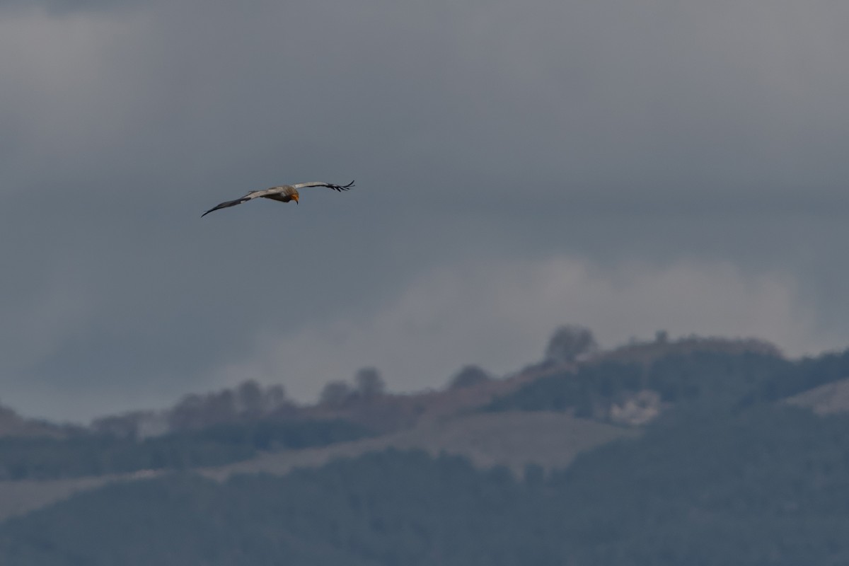 sup mrchožravý - ML644026818