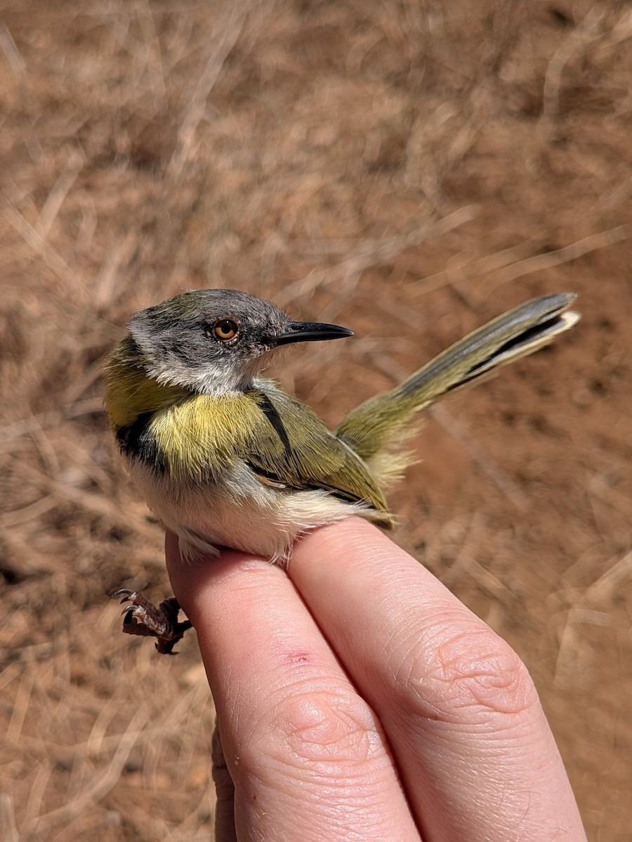 Желтогрудый апалис - ML644026829