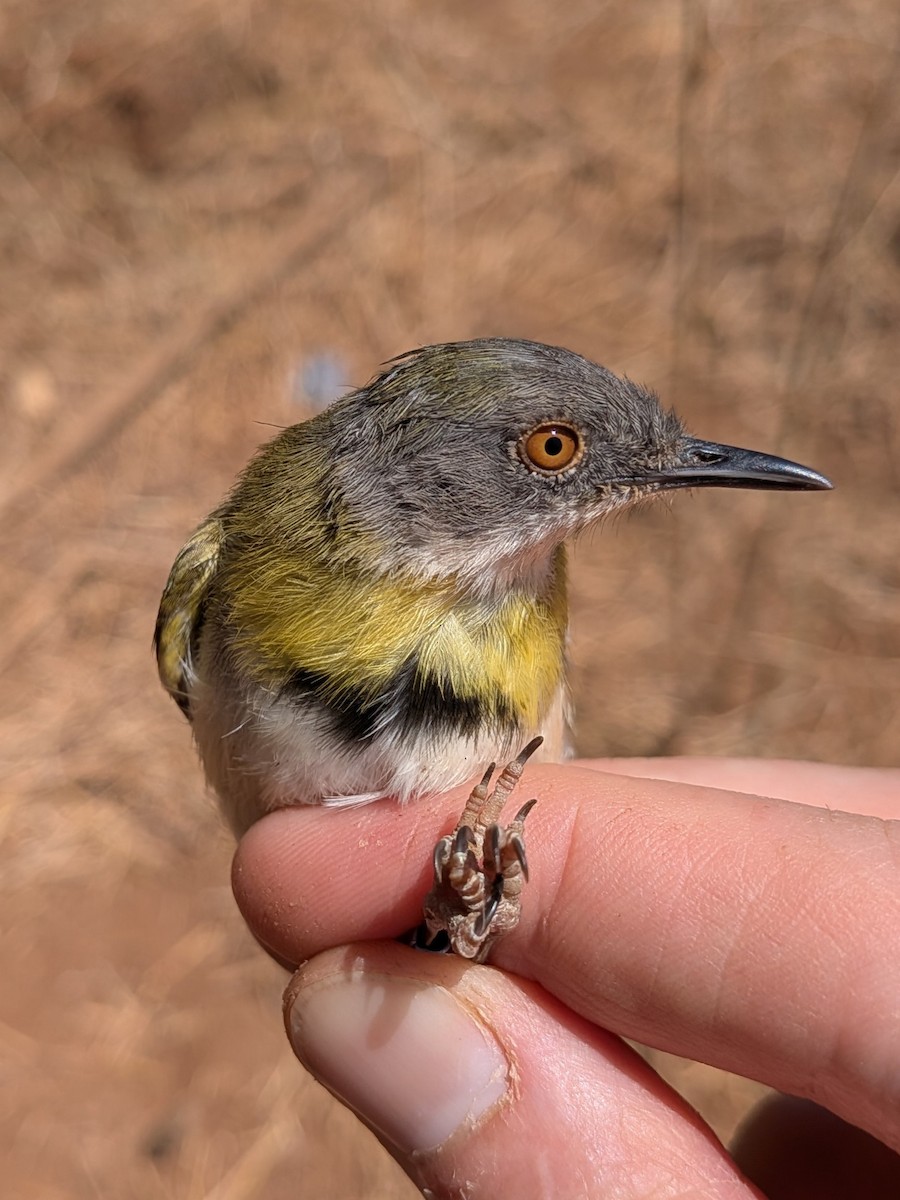 Желтогрудый апалис - ML644026830