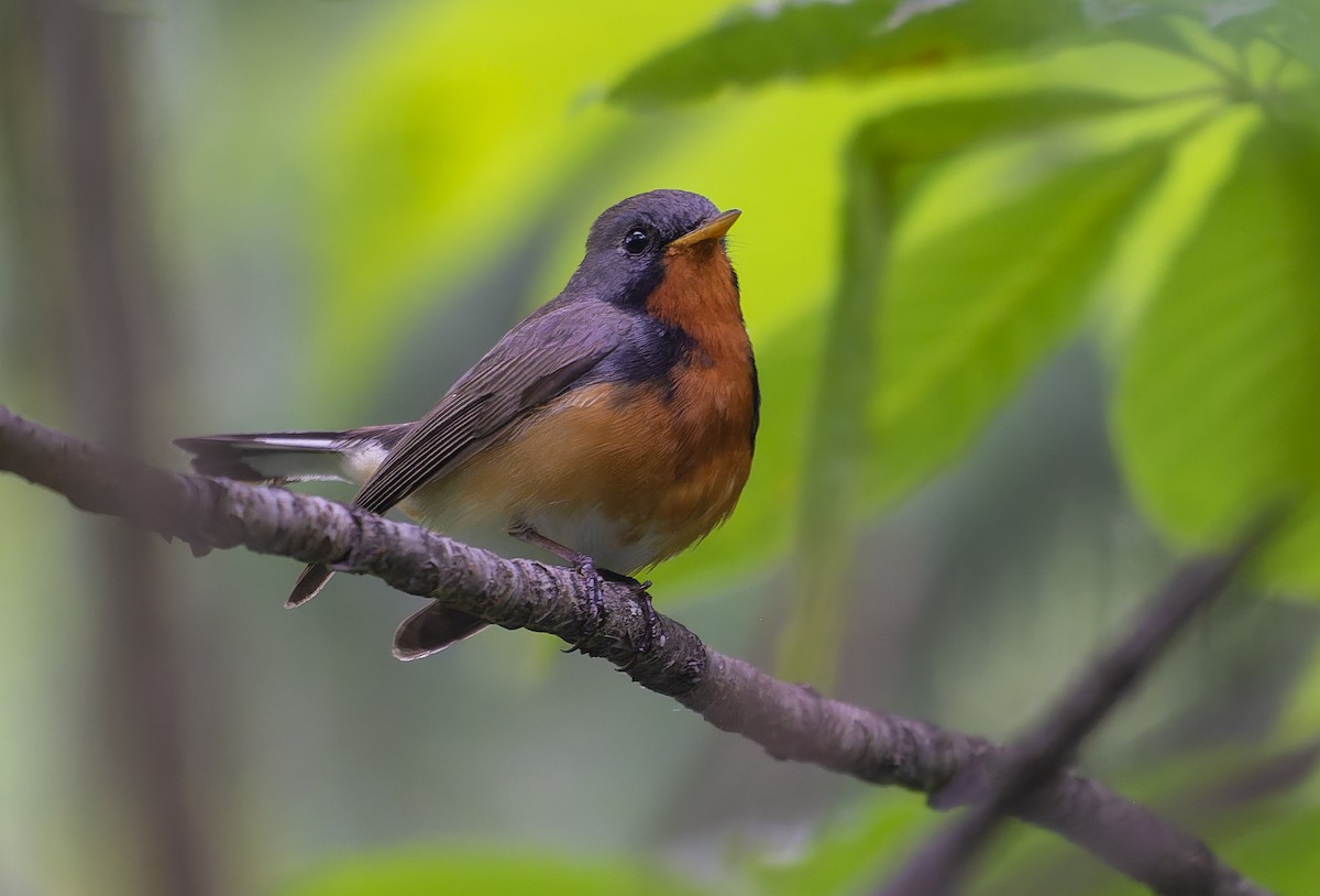 Kashmir Flycatcher - ML644026846