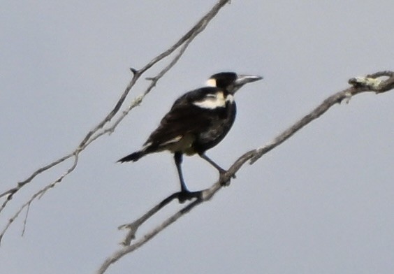 Australian Magpie (Western) - ML644026849