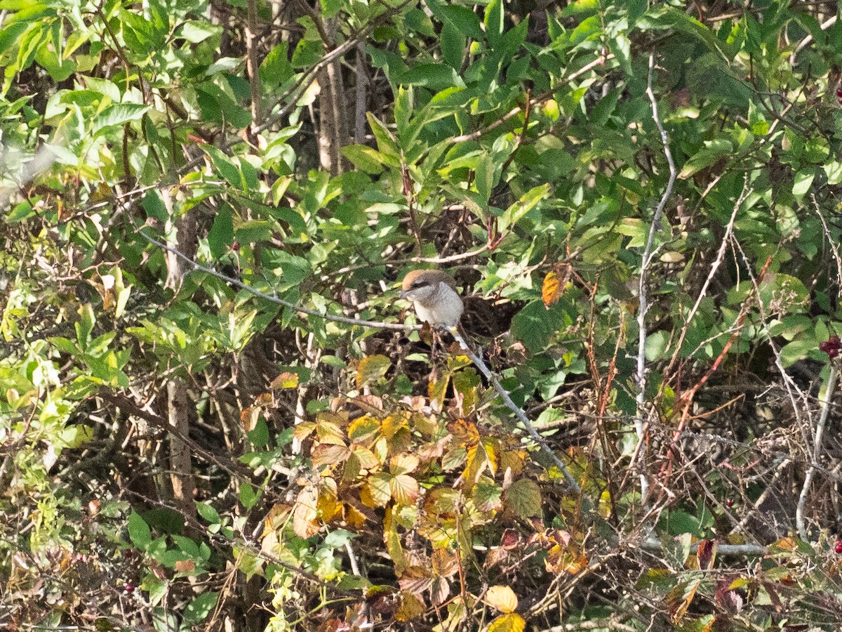 Brown Shrike - ML644026859