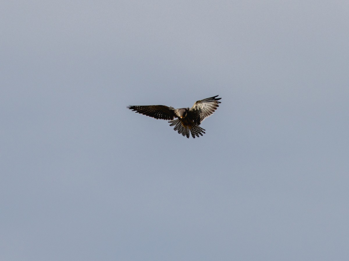 poštolka amurská - ML644026865