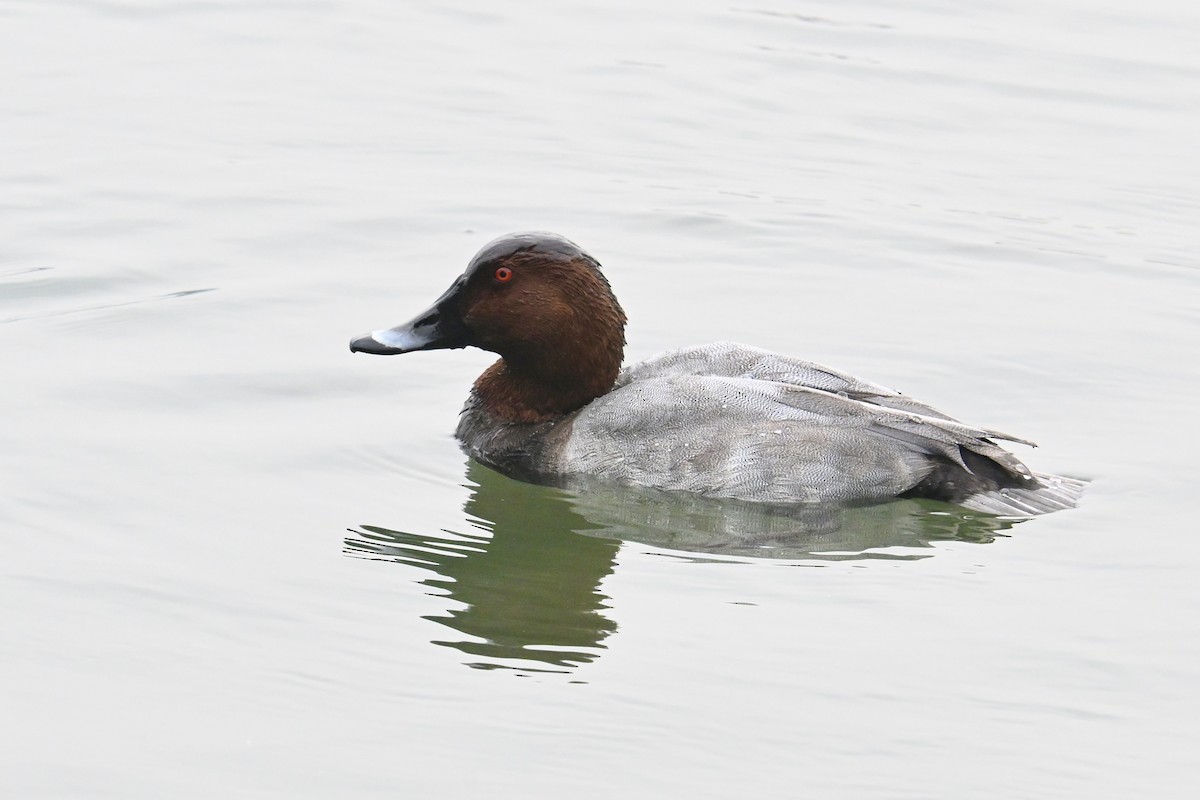 Common Pochard - ML644026874