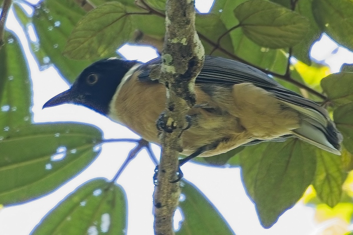 Tylas Vanga - ML644026876