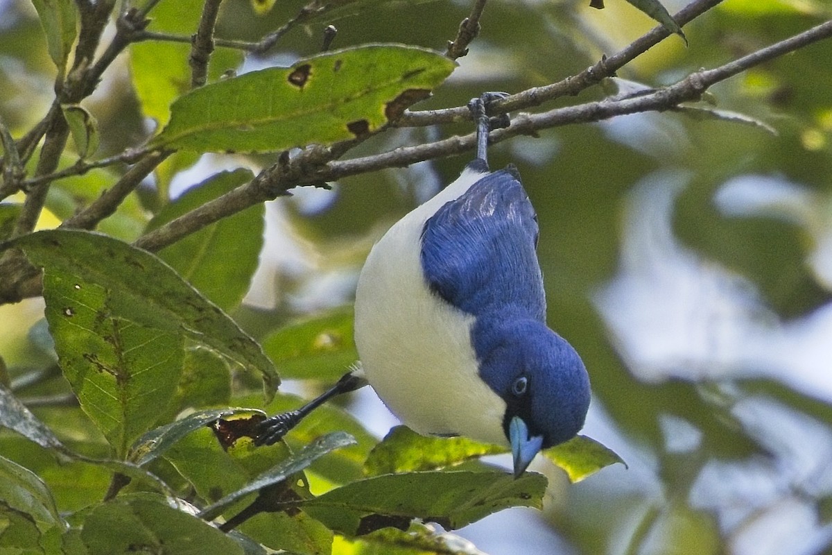 Madagascar Blue Vanga - ML644026883