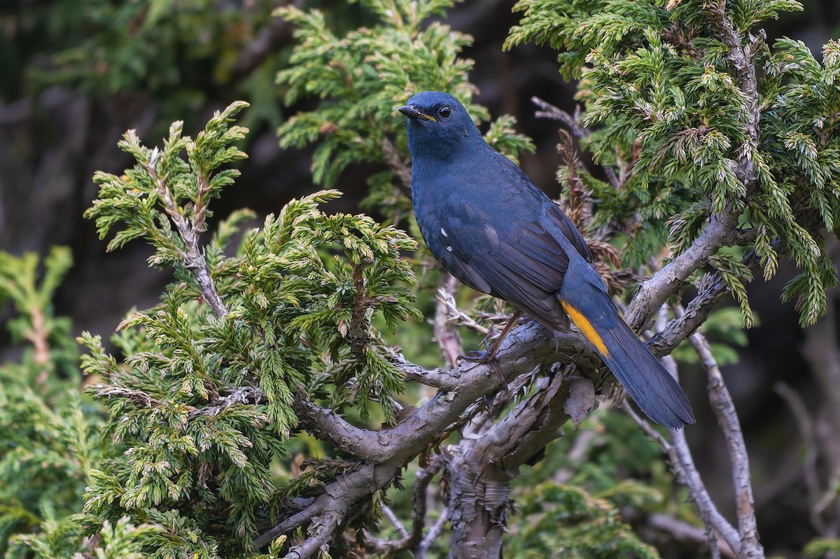 White-bellied Redstart - ML644026889