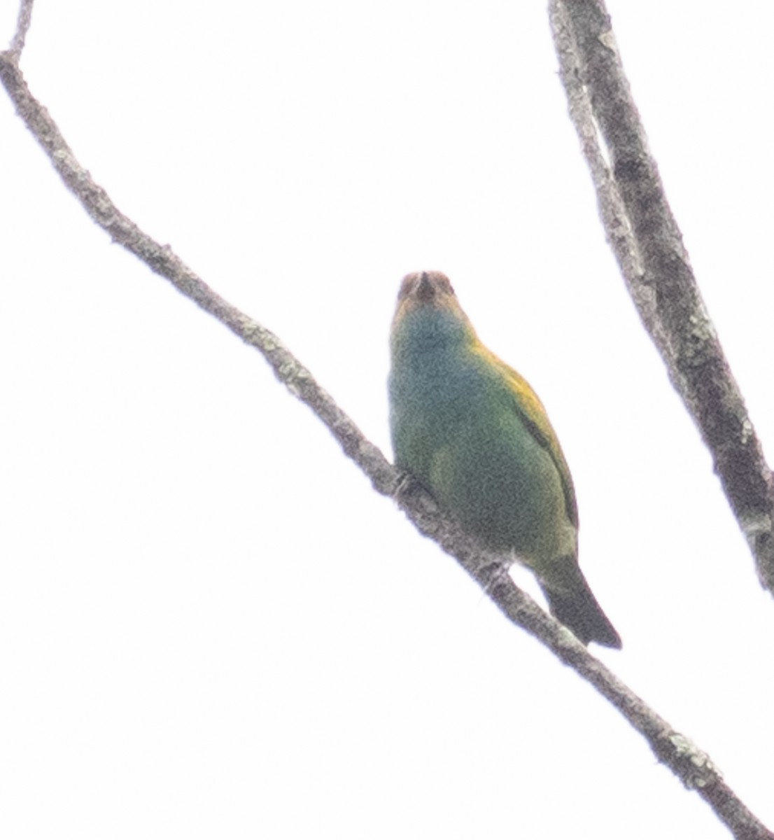 Bay-headed Tanager - ML644026906