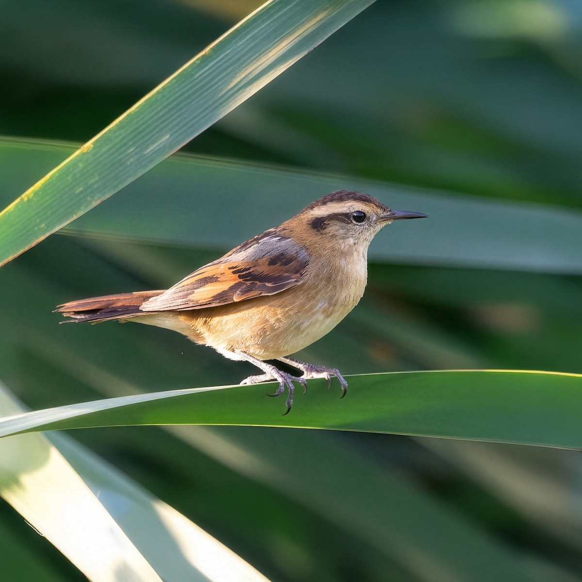 Wren-like Rushbird - ML644026916