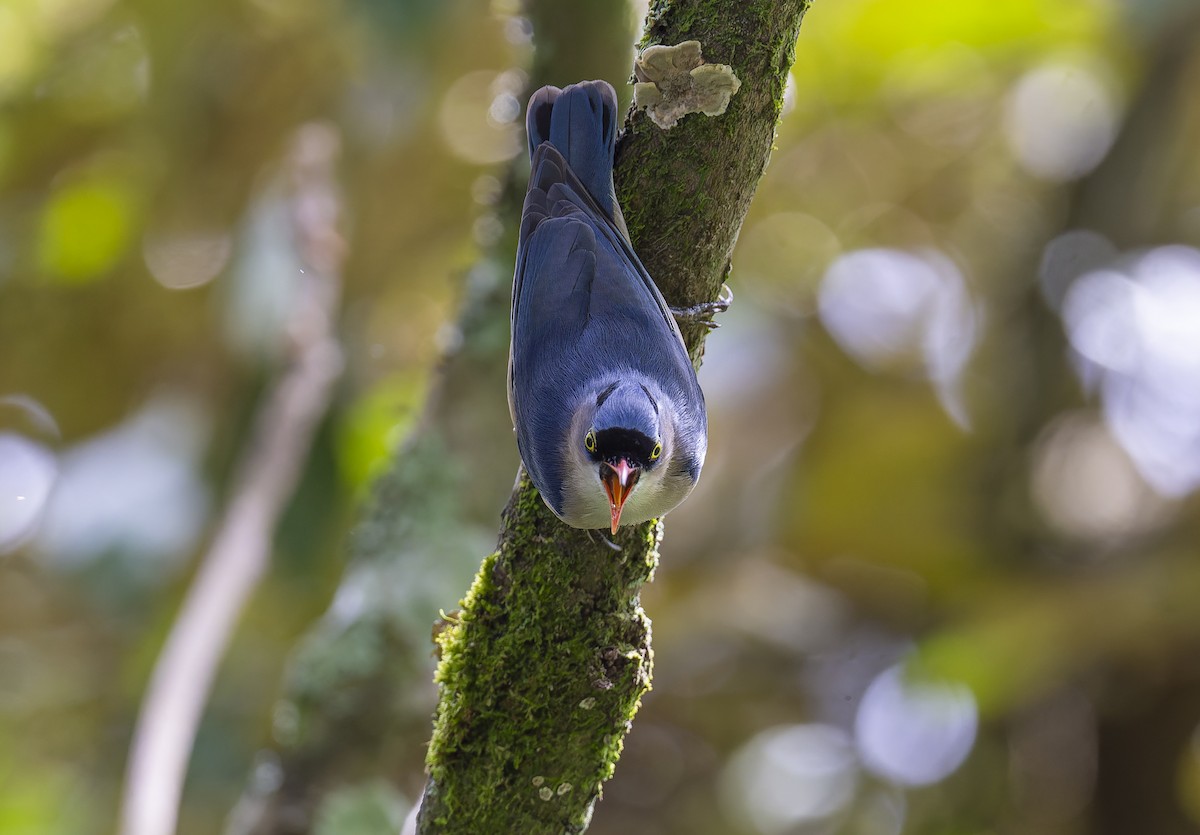 Velvet-fronted Nuthatch - ML644026925