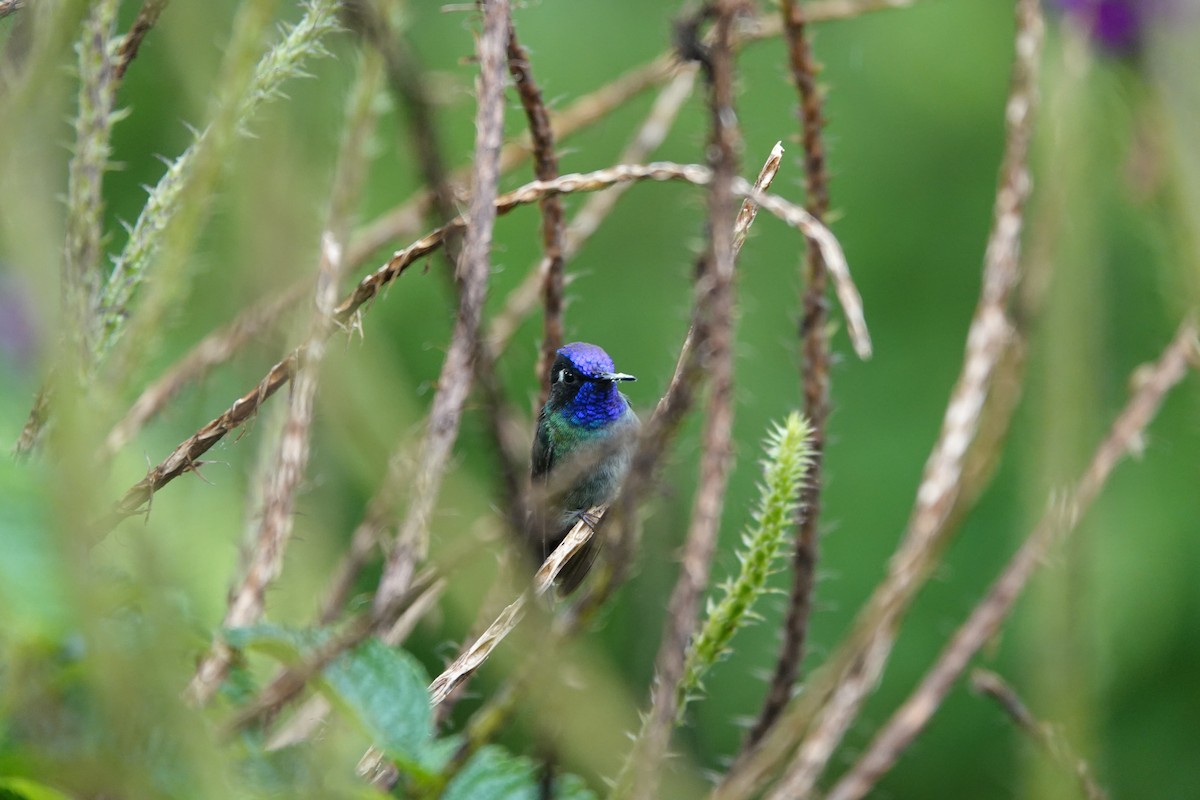 スミレガシラハチドリ - ML644026927