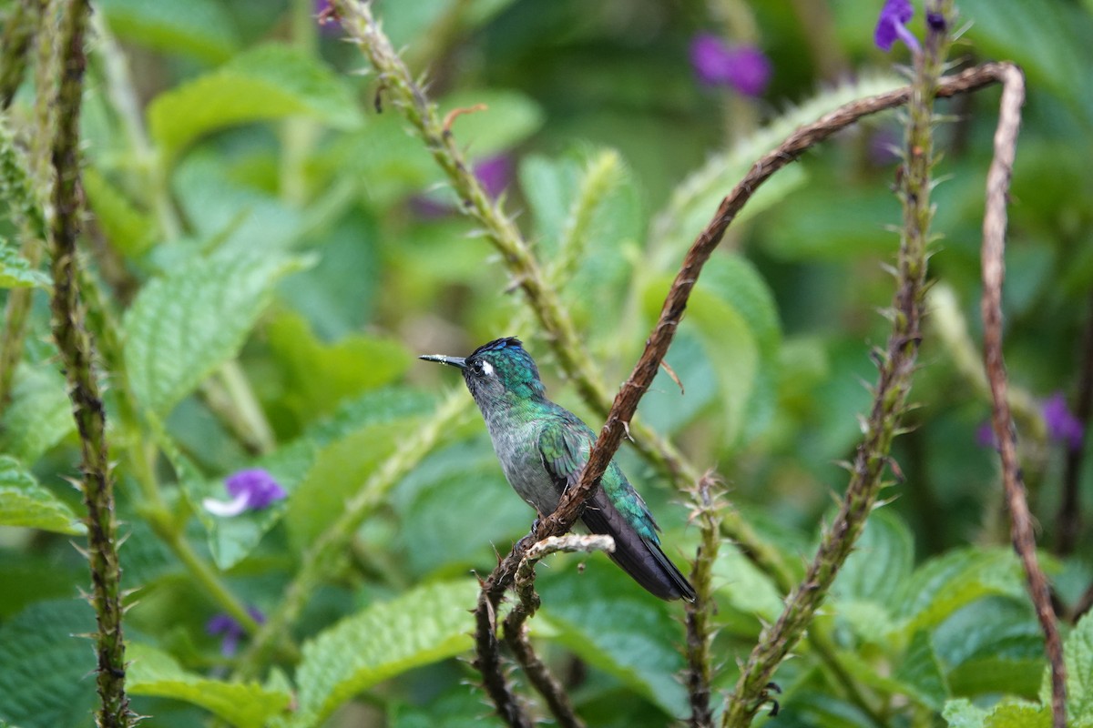 スミレガシラハチドリ - ML644026928